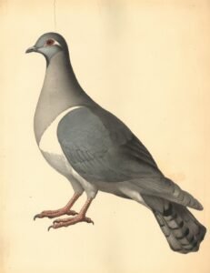 Elegant Gray Pigeon