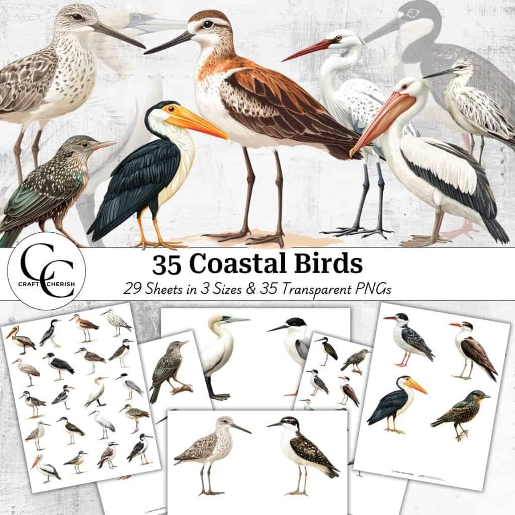 35 Coastal Birds Transparent Images, Collage Sheets, Fussy Cut Transparent PNG Bundle, Papercraft Collage Printable for Junk Journals, Scrapbooks