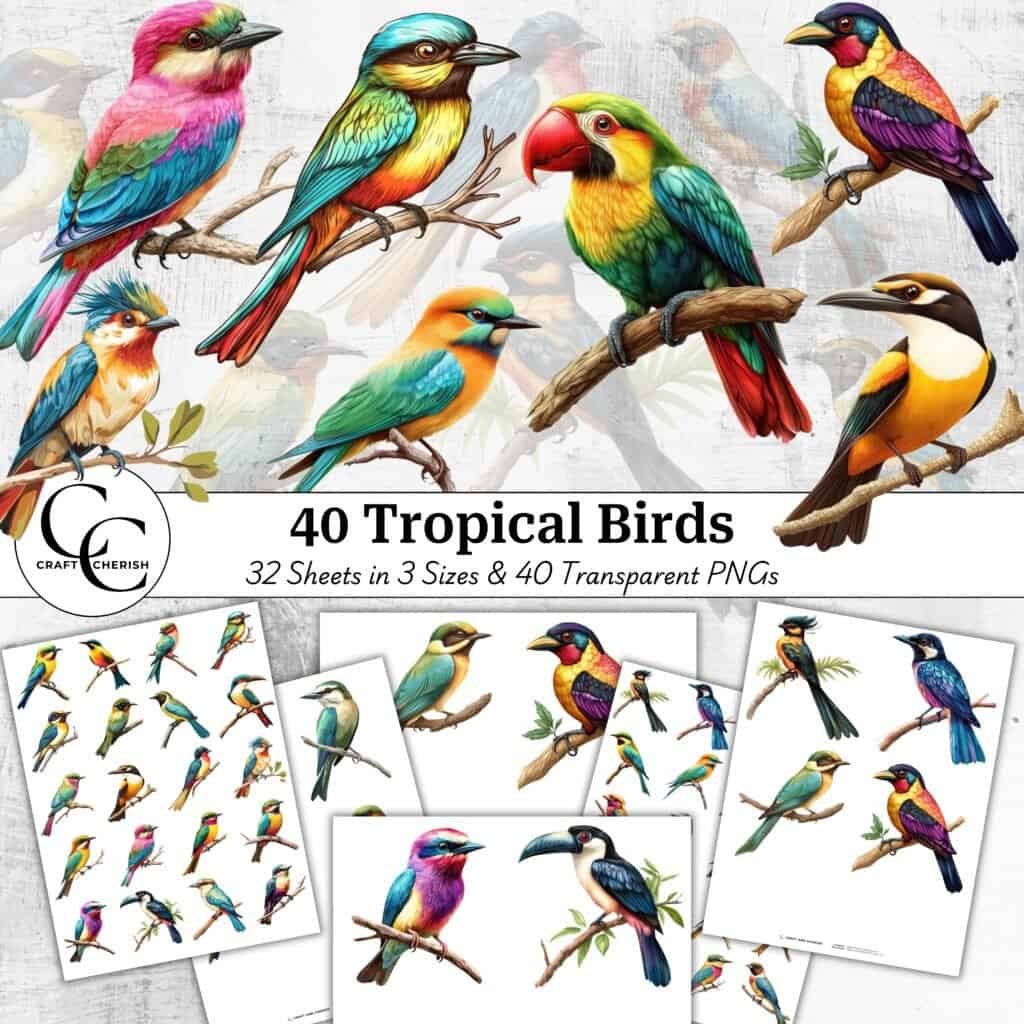 40 Tropical Bird Transparent Images, Collage Sheets, Fussy Cut Transparent PNG Bundle, High Quality Digital Paper Craft Collage Printable