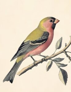Olive-Toned Finch with Pink Chest