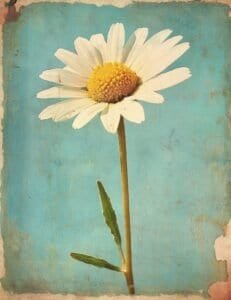 White Daisy on Blue Background