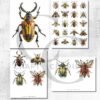 Insect Fussy Cut PNG, Realistic Bug Decoupage Figurine Images for Junk Journals, Scrapbook Ephemera – image 3