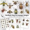 Insect Fussy Cut PNG, Realistic Bug Decoupage Figurine Images for Junk Journals, Scrapbook Ephemera