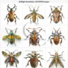 Insect Fussy Cut PNG, Realistic Bug Decoupage Figurine Images for Junk Journals, Scrapbook Ephemera – image 4