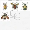 Insect Fussy Cut PNG, Realistic Bug Decoupage Figurine Images for Junk Journals, Scrapbook Ephemera – image 6