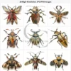 Insect Fussy Cut PNG, Realistic Bug Decoupage Figurine Images for Junk Journals, Scrapbook Ephemera – image 5